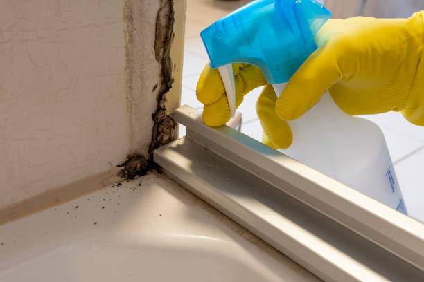 Best Bathroom Mold Remediation in Chase, PA