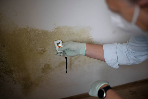 Best Mold Remediation for Schools in Chase, PA