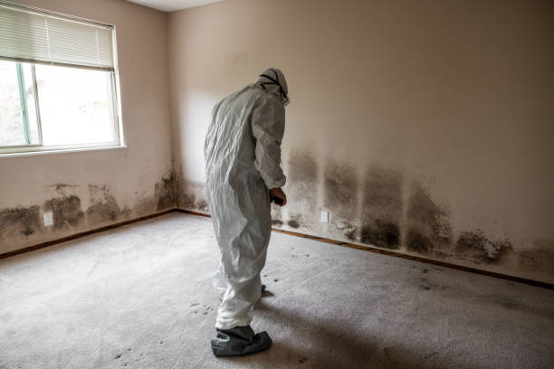 Best DIY Mold Remediation Support Services in Chase, PA